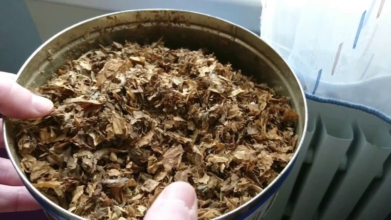 От семян до готовых листьев, или выращивание табака. Помощь покупателю от gkhyarovoe.ru